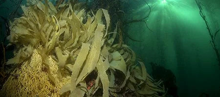 Giant Kelp to Play a Key Role in Diamond Miner’s Carbon-Neutral Initiative