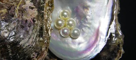 Scientists Are on a Mission to Save the Japanese Pearl Oyster, Pinctada Fucata