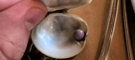 Rare Purple Pearl Emerges From Littleneck Clam Appetizer at Delaware Eatery