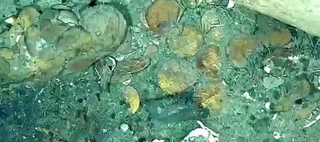 Colombian Army Releases Video of Treasure Strewn From San José Shipwreck