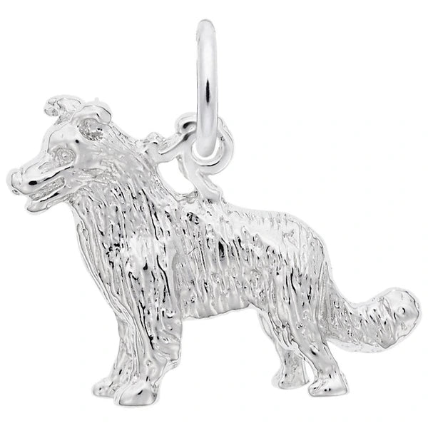 BORDER COLLIE