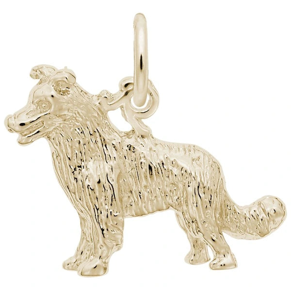 BORDER COLLIE