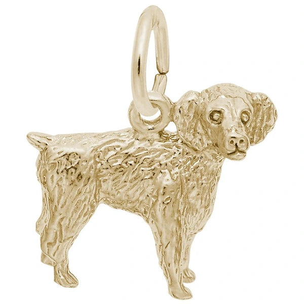 BOYKIN SPANIEL